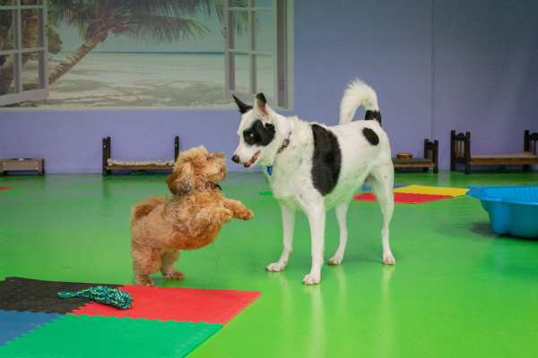 Two dogs playing in the Fetch n Fun dog playground