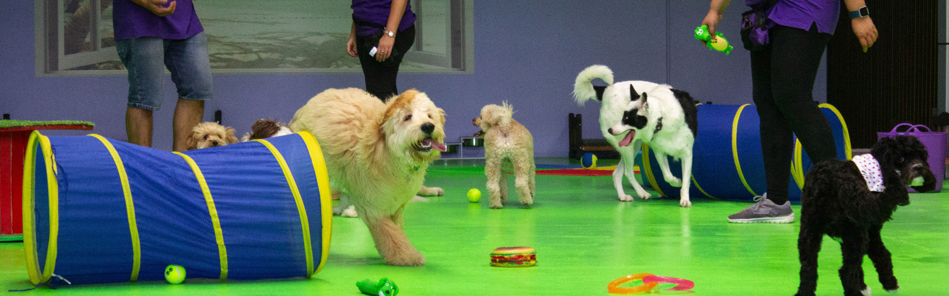 Dogs Playing at a Doggy Daycare