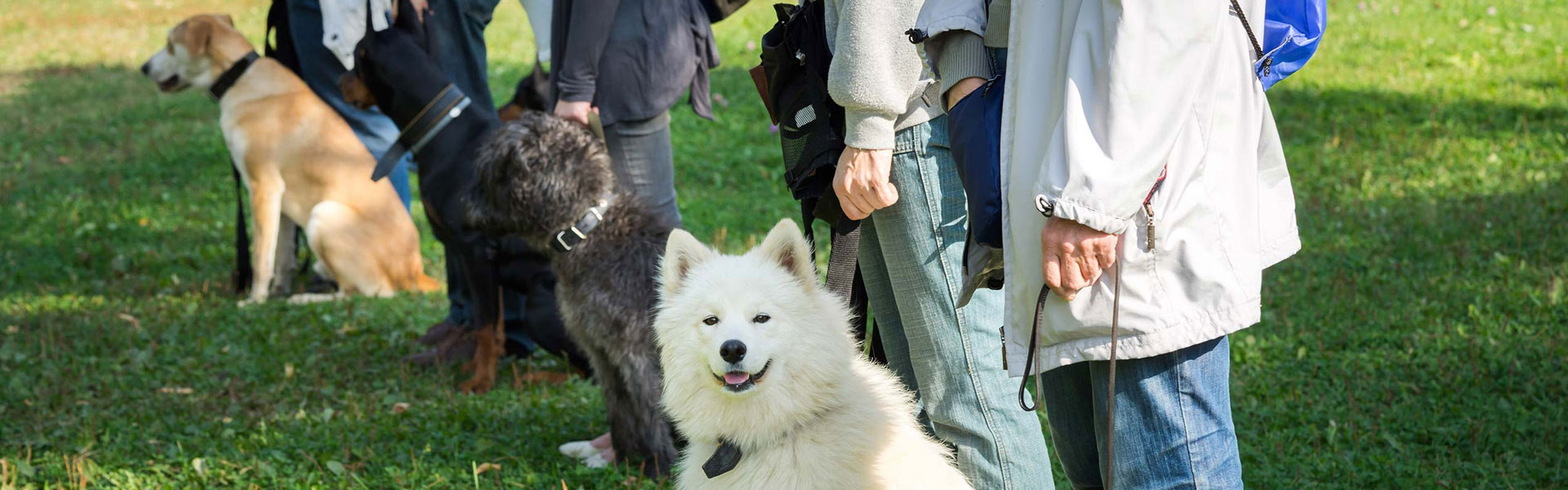 Dogs on leash being trained