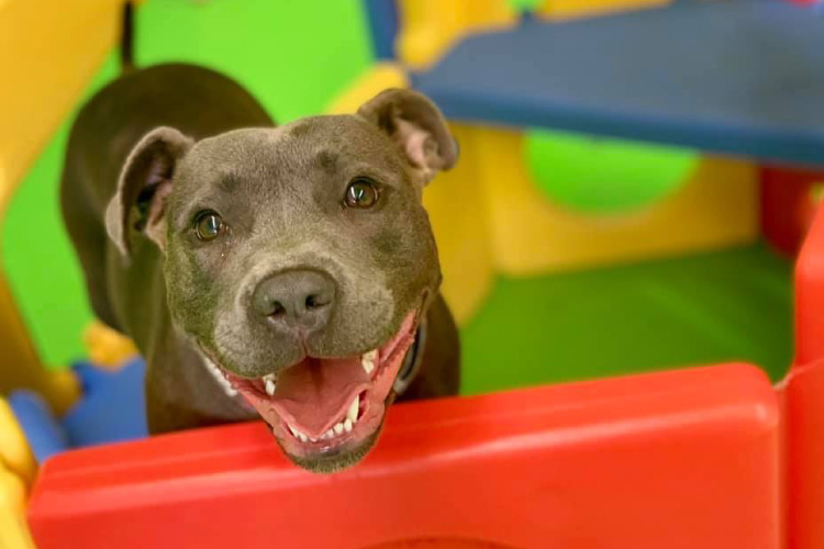 American Staffy playing with toys in Fetch n Fun