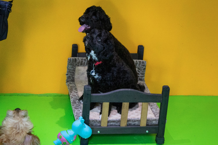 Dog sitting on a toy bed in Fetch n fun