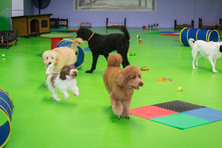 Dogs playing in the Fetch n Fun Playground