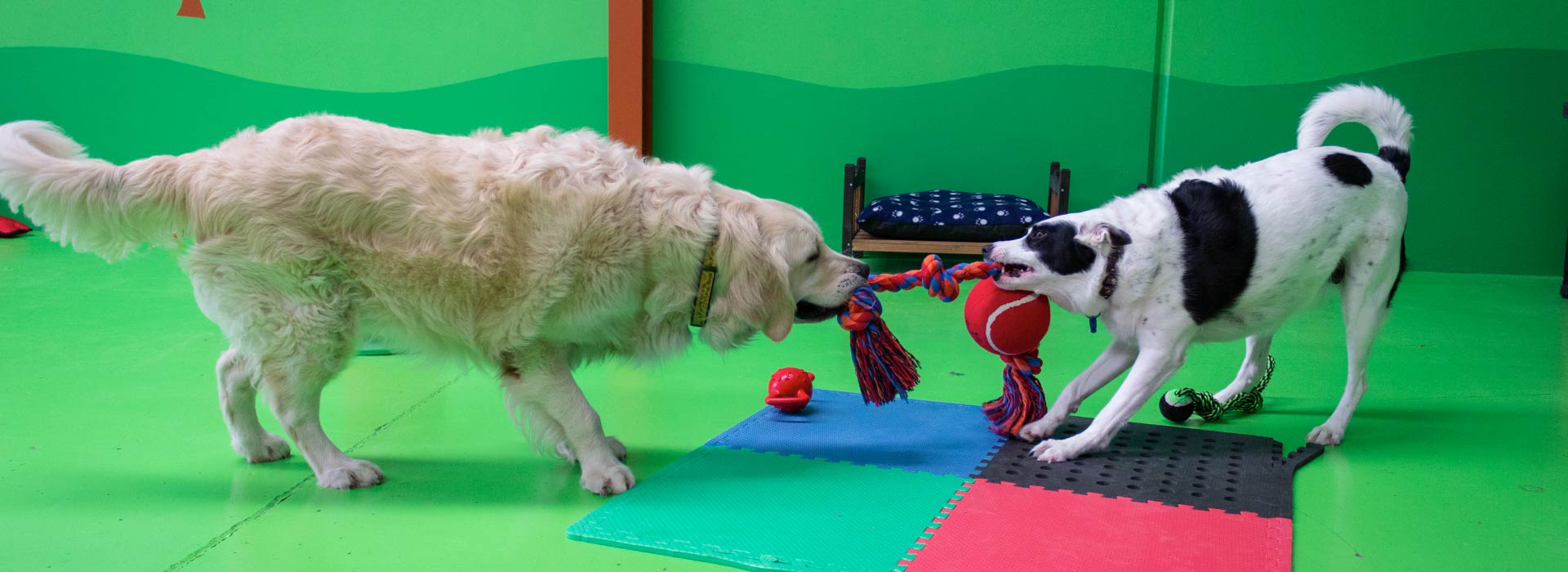 Two dogs tugging for a toy