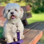 White puffy dog sitting on a wooden bench in a park