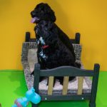 Black dog sitting on a toy bed