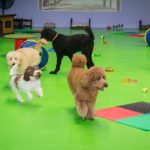 Group of dogs running around a playground