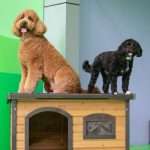 Dogs sitting on top of a wooden toy house