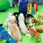 Group of dogs waiting for a treat in front of a trainer