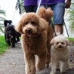 Dogs going on a walk in a park