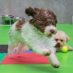 White and brown dog running after a tennis ball