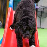 Black dog sliding down a slide